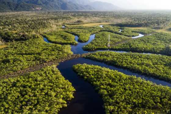 Vedci objavili v Amazonskom pralese vzácne druhy húb, môžu byť dôležité pre zachovanie biodiverzity