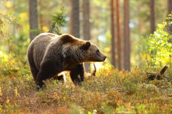 V okolí Sučian sa pohybuje medveď, nevyrušuje ho ani pyrotechnika či paintballové strelivo