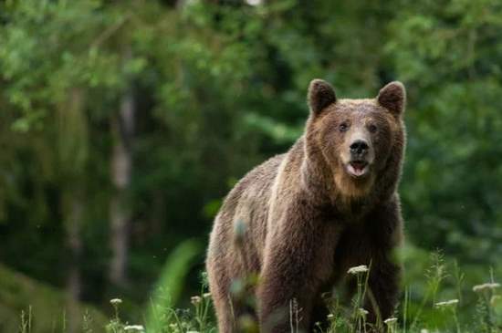 Kontajnerové stojiská sú pred medveďmi lepšie zabezpečené ako minulé roky, uviedla inšpekcia