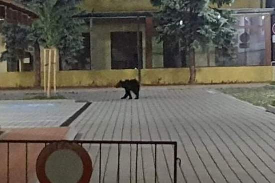 Ulicami Žiaru nad Hronom sa prechádzal medveď, prezrel si aj kaštieľ (foto) 