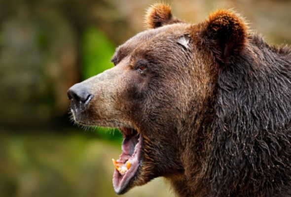vo velkej fatre utocil medved napadol horskeho zachranara