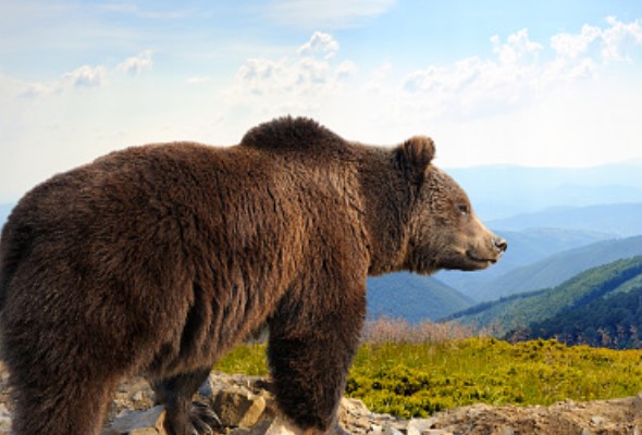 Nový expertný tím bude nápomocný pri riešení problematických stretov medveďov s ľuďmi 