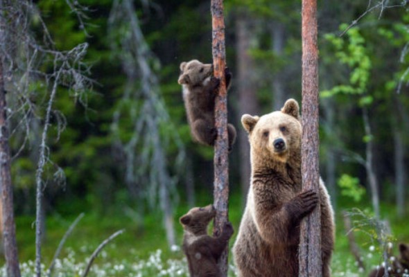 lesnici volaju po regulacii medveda hnedeho informacie o vnadiskach vraj nie su pravdive