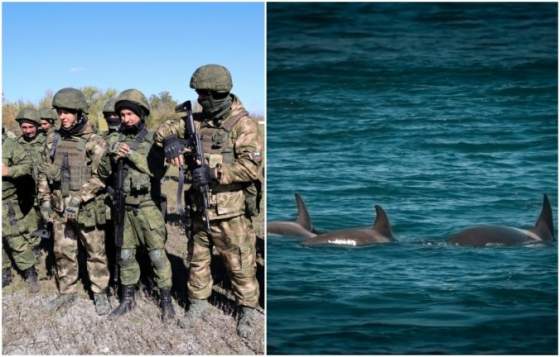 rusko cvici este viac bojovych delfinov na obranu sevastopolu nepriatelski potapaci nemaju sancu