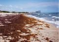 nebezpecne bakterie pozierajuce maso zaplavili plaze v tejto dovolenkovej destinacii