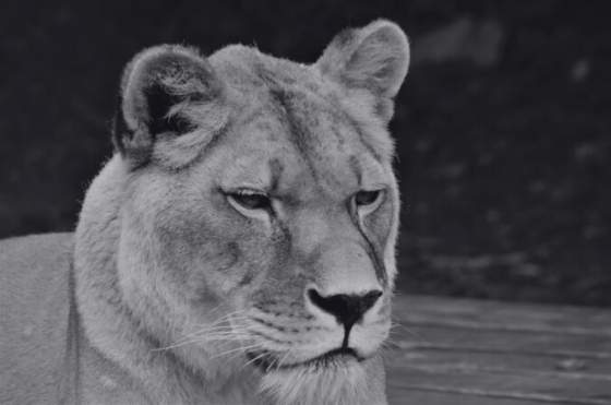 kosicka zoologicka zahrada musela utratit levicu lauru majestatna selma sa dozila 21 rokov