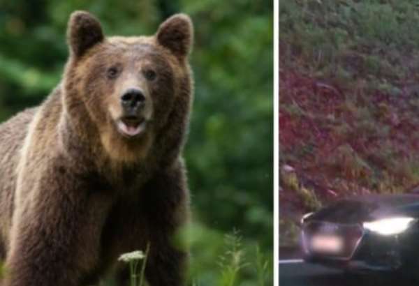 medved vbehol na starych horach priamo pod auto takeho velkeho som nevidel ani v zoologickej hovori vodic