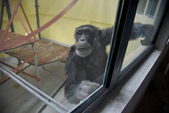 Video: Šimpanz Koko sa vyliečil z depresie, do ktorej upadol po smrti matky