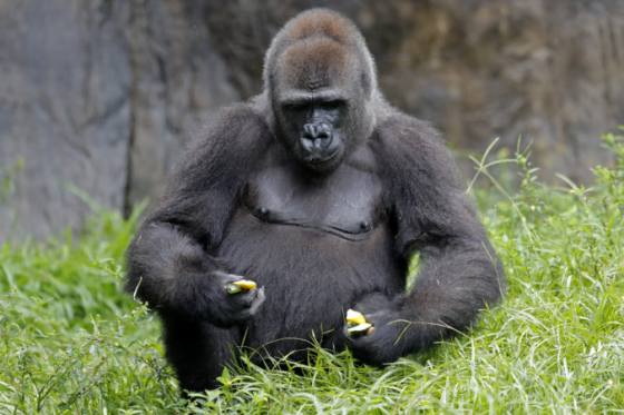 Kriticky ohrozená gorila v americkej zoo očakáva potomka, učia ju ako správne držať novorodenca (foto)
