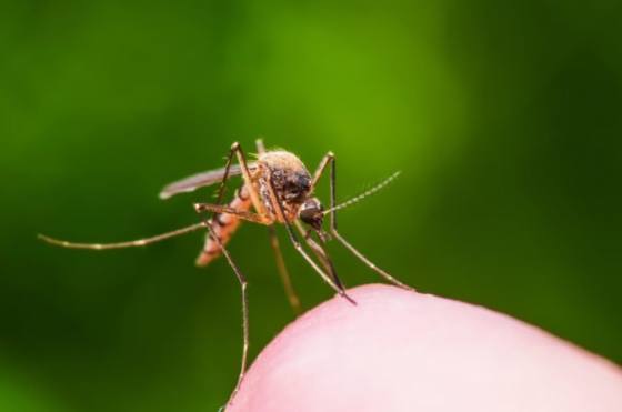 bratislava zasiahla voci premnozenym komarom rozsiahlej akcii padli za obet miliony lariev