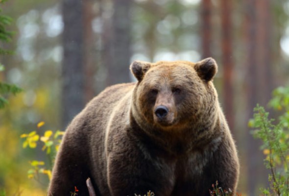 polovnik v lesoch nedaleko svateho jura zazrel medveda ochranari tuto informaciu nepotvrdili