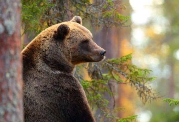 medvede na slovensku nie su premnozene ukazala studia