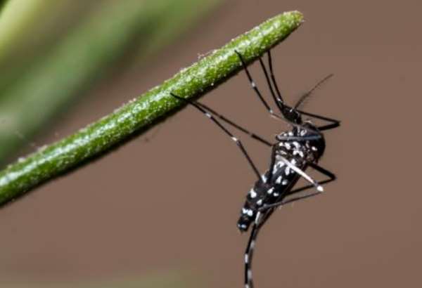 Nebezpečný komár sa už usídlil aj na Slovensku. Ako ho rozoznať?