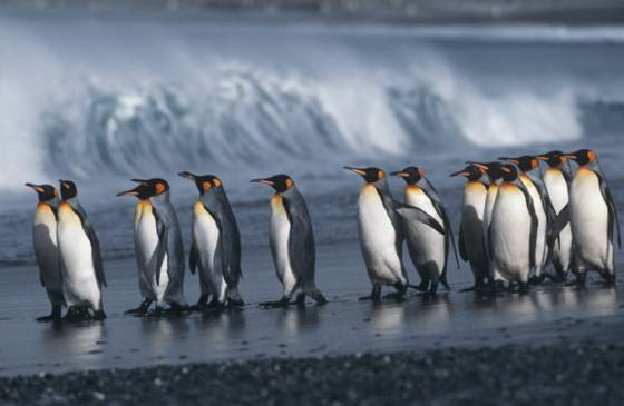 Snímky z obežnej dráhy Zeme odhalili nové kŕdle tučniakov, prezradili ich veľké kopy exkrementov