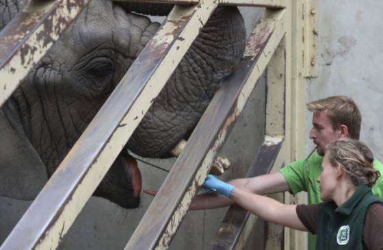 slony z varsavskej zoo uz pripravuju na testy chcu zistit vplyv konopneho oleja na ich stres