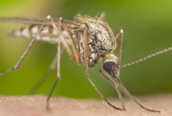 na slovensku potvrdili pripad ochorenia na zapadonilsku horucku ochorenie prenasaju komare