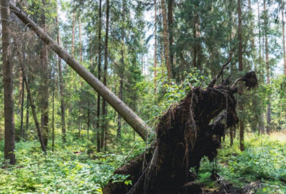 v narodnych parkoch su tisice kubikov mrtveho kalamitneho dreva lesnici apeluju na jeho vyuzitie pre slovenske domacnosti