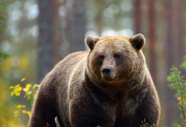 medvede su podla slovakov spolocensky problem poukazuje na to najnovsi prieskum