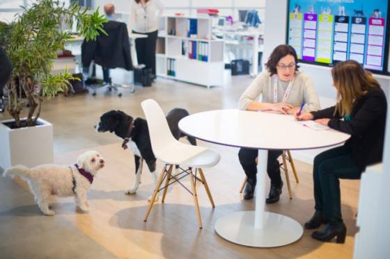 Nový kontext pandémie:  Zavedenie pet-friendly kancelárií podporí návrat zamestnancov do práce