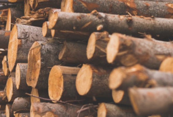 Dopyt po palivovom dreve je o 45 percent vyšší ako vlani. Dokážu Lesy SR pokryť žiadosti občanov? 