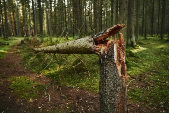 Muža zavalil v lese strom, jeho zranenia boli nezlučiteľné so životom