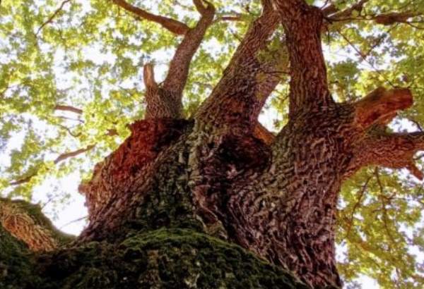 stromom roka sa stal dub letny zo zamockeho parku v malackach