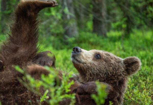 problemoveho medveda usmrtili pri obci liptovske revuce ide o druhy ochranny odstrel na slovensku