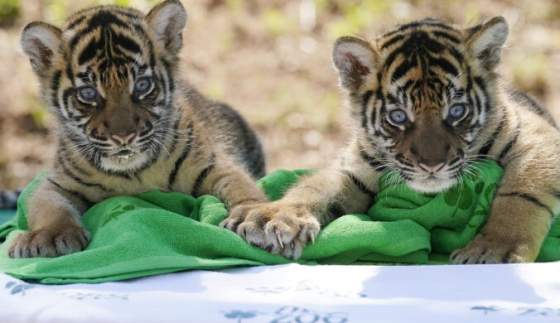 v zoo vo vroclave oslavuju narodenie styroch mladat tigra sumatrianskeho