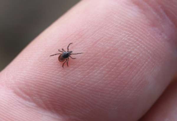 riziko nakazy kliestovou encefalitidou hrozi aj na jesen a v zime najspolahlivejsou ochranou pred chorobou je ockovanie