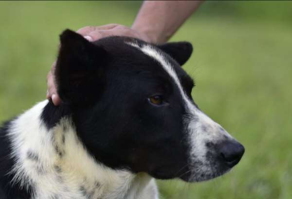 ak svojho psa hladkate po hlave alebo ho casto objimate mali by ste s tym prestat kynologovia vysvetluju preco to psom prekaza