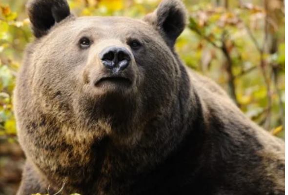 medved sa rozbehol rovno oproti turistovi zranenemu muzovi prisli na pomoc horski zachranari