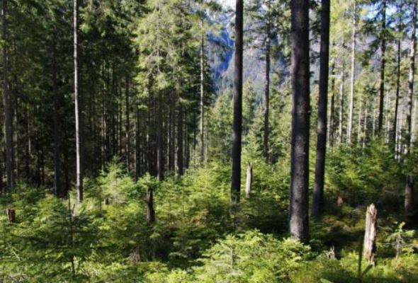 rozloha lesov sa na slovensku takmer zdvojnasobila vlcan pochvalil pracu lesnikov
