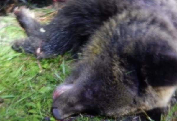 medvedicu ohrozujucu obyvatelov vlkolinca usmrtili bola po zrazke a prikrmovala sa motorovym olejom