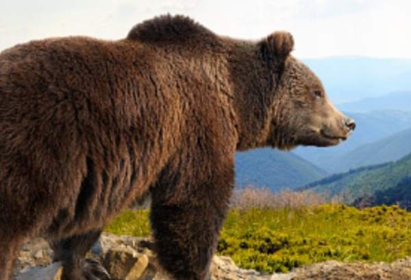 zimny spanok medveda zavisi od klimatickych podmienok