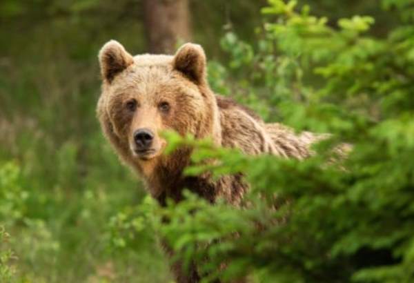 medvede na slovensku sa este na zimny spanok nechystaju podla ochranarov si vraj treba zvykat