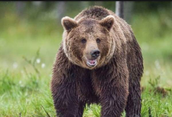 aktivista chcel chranit medveda ten ho vsak napadol zivot mu zachranil kolega