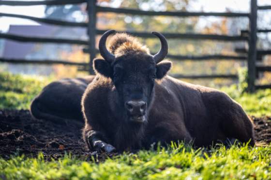 v bratislavskej zoo pribudaju nove vybehy pre zvierata deti sa mozu tesit na komentovane krmenie a arealove hry foto