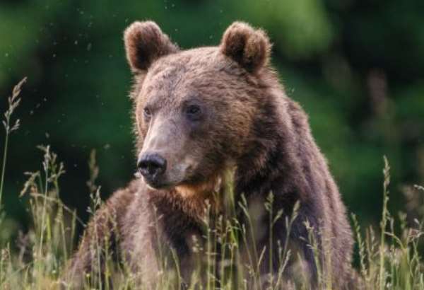 svetovi odbornici su znepokojeni nad situaciou v manazmente medvedov na slovensku envirorezortu zaslali list