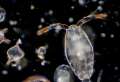 plankton kluc k tajomstvam ludskej biologie ako drobni obyvatelia oceanu mozu zmenit medicinu