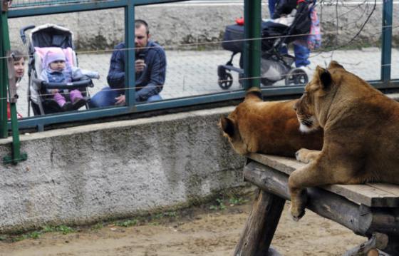 zoologicka zahrada kosice oslavuje okruhle vyrocie pripomina si 40 rokov od svojho zalozenia