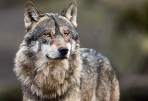 Vlk je podľa jednej vyhlášky chráneným živočíchom a podľa druhej sa môže loviť, rezort pôdohospodárstva chce úpravu zjednotiť 