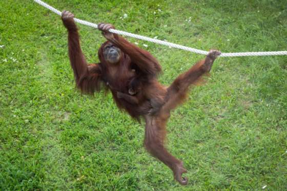 zoo bratislava vyzbierala vdaka beneficnemu behu takmer 12 tisic eur na zlepsenie podmienok zvierat