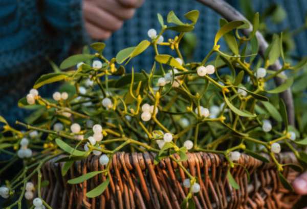 imelo pod stropom stastie nad hlavou preco tomuto symbolu vianoc verime uz starocia