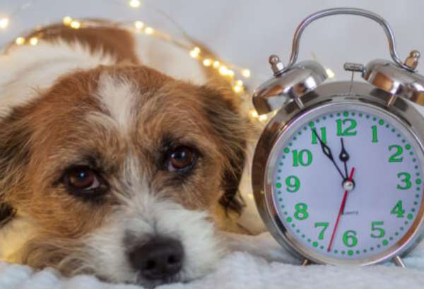 silvester bez strachu ako pomoct psovi zvladnut ohnostroje bez paniky